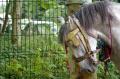  Le Maroc fete son Moussem a Evry-Bondoufle  - Les chevaux marocains Les Chevaux Marocains 086